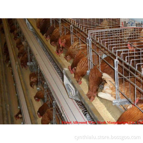 Top-Grade Broiler Poultry Farm